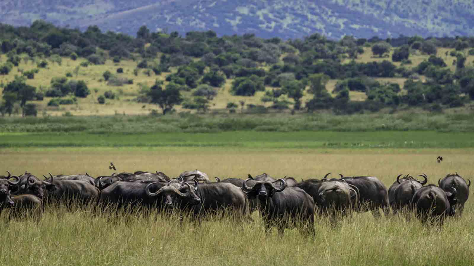 Akagera National Park